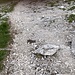 Die letzte "Schlüsselstelle" am Chalbergrad: Das Schneehuhn welches partout sich mir immer wieder trotzt ausweichversuchen meinerseits mir sich in den Weg stellte.