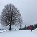 mächtiger Baum - mit Nachfolger - und Rastbank auf Burst