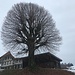 währschaftes Bauernhaus und stattlicher Baum beim Lindehof Wyssachen