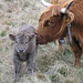 Mucche Scozzesi-neonato...la mamma gli sta togliendo residui di placenta