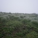 Durch den Nebel liegt überall Tau auf den Gräsern.