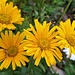 Für Farbe sorgten die Blumen