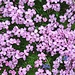 Blumenkissen