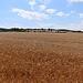 Sommerliches Getreidefeld