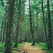 Anfangs durch den Wald