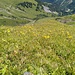 .. die Wiese ist voll davon