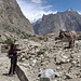 4. Tag: auf dem Fahrweg hinter Hushe Richtung Saicho. Statt üppig wachsendes Gras findet dieser gutmütige Esel hier im Geröll nur karge Grasbüschel. In der Mitte der Einschnitt des Tals zum Masherbrum Basecamp, rechts der Weiterweg nach Saicho