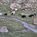 Friedlich weiden Yaks und Pferde miteinander auf Dalsangpa