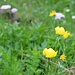 Bleame am Wegesrand