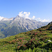 Die Alpenrosen blühen