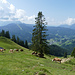 Die Trauwandalm beim Aufstieg zum Gamsfeld