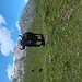 Bulliges Rindvieh auf der Bergblumenwiese auf knapp 2500 m.