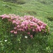 Alpenrosen-Kissen