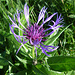 Flockenblume...