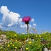 ... Distel...