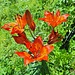 ... und the one and only big Fire-Lily