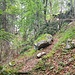 lästiges langes Baumhindernis