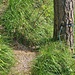 im Baum eingewachsener Seilrest