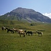 Pferde auf der Monzabonalpe
