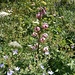 Schöne Blumen am Wegesrand