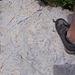 Fossili sulla Cima di Tanerle