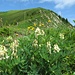 Eis-Tragant (Astragalus frigidus)