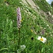 Handwurz (Gymnadenia)