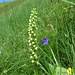 Weißzüngel (Leucorchis albida)
