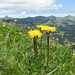 Einköpfiges Ferkelkraut (Hypochaeris uniflora)
