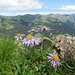 Alpen-Aster (Aster alpinus)