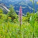 Handwurz (Gymnadenia)