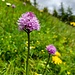 Kugelorchis (Traunsteinera globosa)