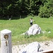 der Brunnen bei der Grabneralm wurde erneuert