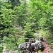 nach der Alm geht es ab in die Büsche