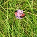Zygaena purpuralis<br />Zigaenidae<br /><br />Zigenia porpora<br />Zygène pourpre, Zygène du serpolet<br />Thymian-Widderchen