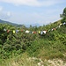 Le insulse bandierine tibetane continuano a seminare microplastiche nell'ambiente.