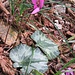 Cyclamen purpurascens Mill.<br />Primulaceae<br /><br />Ciclamino delle Alpi <br /> Cyclamen d'Europe <br /> Europäisches Alpenveilchen, Gemeine Zyklame, Erdscheibe