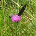 Carduus defloratus L.<br />Asteraceae<br /><br />Cardo dentellato <br /> Chardon décapité <br />Berg-Distel, Langstielige Distel