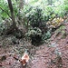 Altri alberi rovinati a terra.