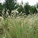 Melica ciliata L.<br />Poaceae<br /><br />Melica barbata<br />Mélique ciliée <br />Wimper-Perlgras, Gewimpertes Perlgras 