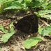 Satyrus ferula<br />Nymphalidae<br /><br />Satiro comune<br />Grande coronide<br />Weißkernauge