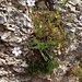Linum tenuifolium L.<br />Linaceae<br /><br />Lino montano <br />Lin à feuilles menues <br /> Feinblättriger Lein