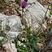 Satyrus ferula<br />Nymphalidae<br /><br />Satiro comune<br />Grande coronide<br />Weißkernauge