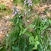 Stachys officinalis (L.) Trevis.<br />Lamiaceae<br /><br />Betonica comune <br /> Bétoine officinale <br />Echte Betonie, Heil-Ziest