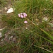 Centaurium erythraea Rafn<br />Gentianaceae<br /><br />Centauro maggiore <br /> Petite centaurée rouge <br /> Echtes Tausendgüldenkraut