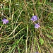 Campanula rotundifolia L.<br />Campanulaceae<br /><br />Campanula soldanella <br />Campanule à feuilles rondes <br /> Rundblättrige Glockenblume