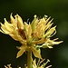Gelbe-Enzian-Blüte im Detail...
