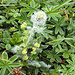 Weiss jemand wie diese Blume heisst?