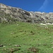 Den Wiesenhang mit Alpenrosen geht's zu den Felsen hoch.