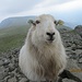 Das freche Schaf vom Cadair Idris